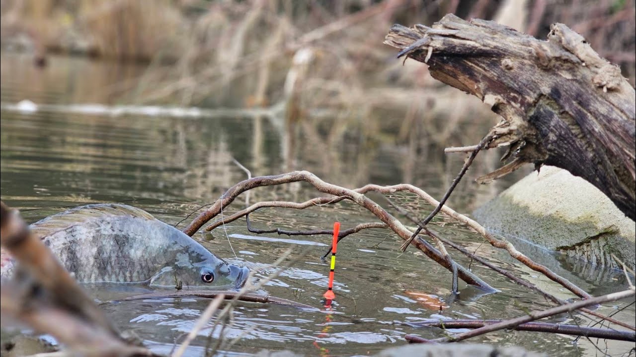 Sampai putus,,!! Mancing ikan nila SERASA predator ganas bukan main kawan