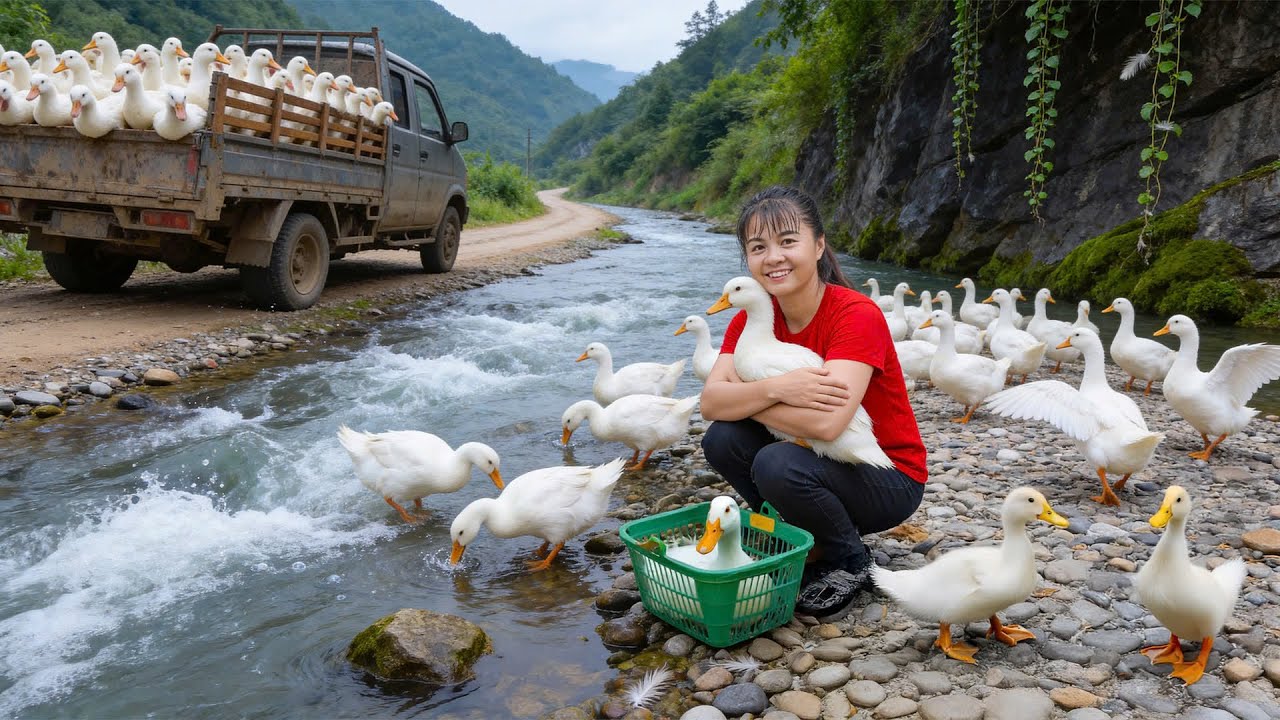 Harvesting 200 Ducks for Market | Buy & Raise Ducklings + Free Bushcraft Farming Tips