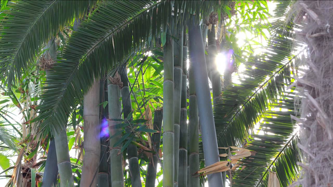 Botanischer Garten Karlsruhe: Riesenbambus