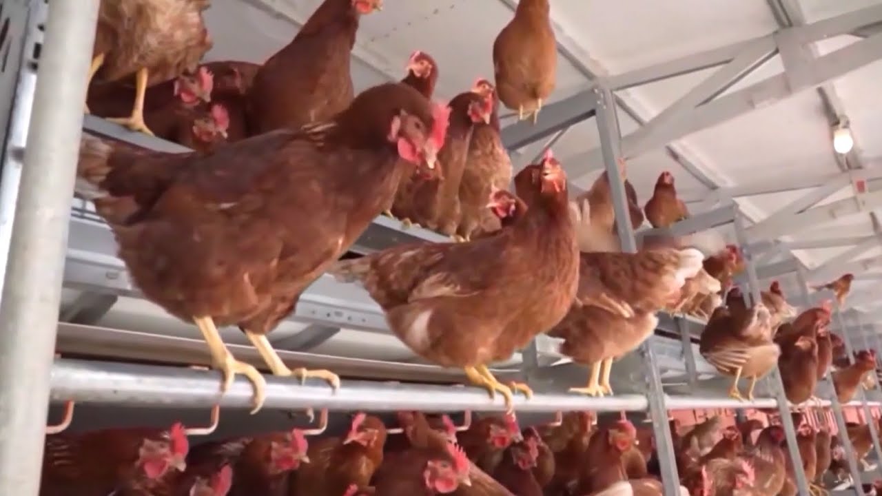 Oklahoma set to receive settlement as part of poultry pollution lawsuit