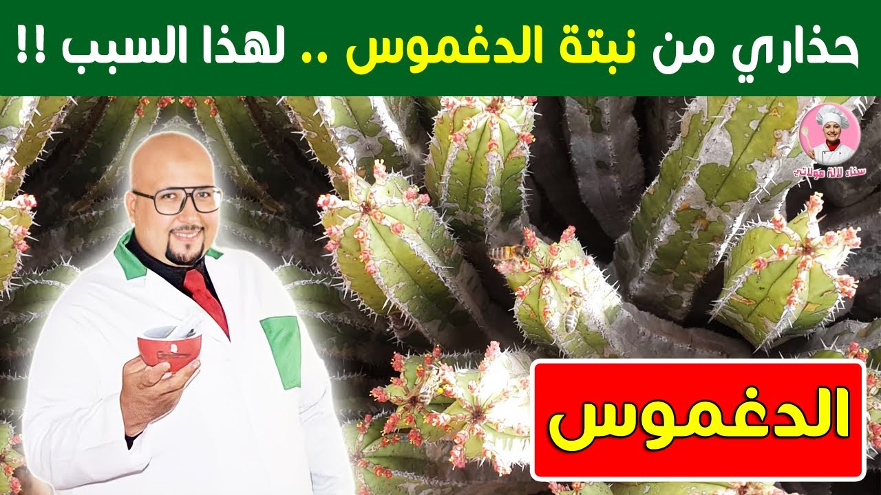 حذاري من نبتة الدغموس .. لهذا السبب !! الدكتور عماد ميزاب imad mizab