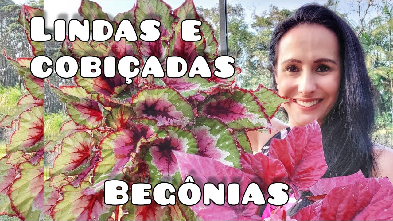 Tudo sobre as Begônias!