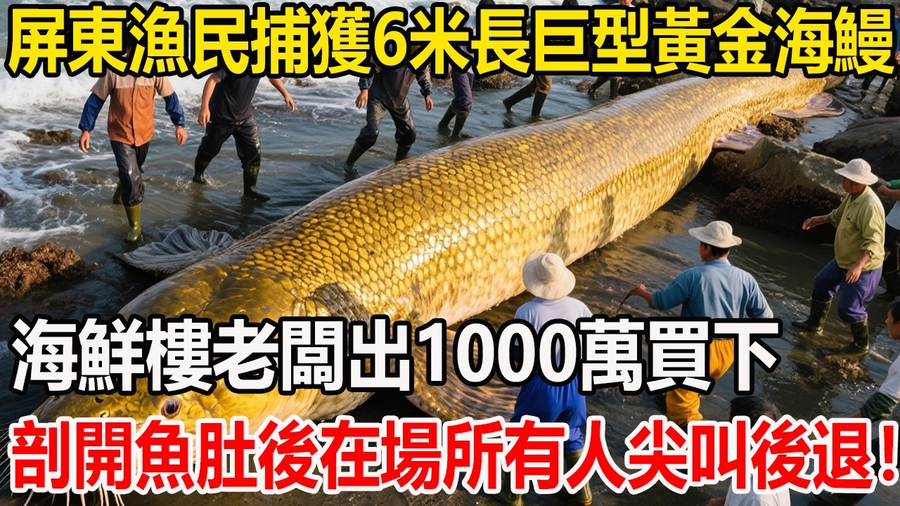 屏東漁民捕獲6米長巨型黃金海鰻，海鮮樓老闆出1000萬買下，剖開魚肚後在場所有人尖叫後退！