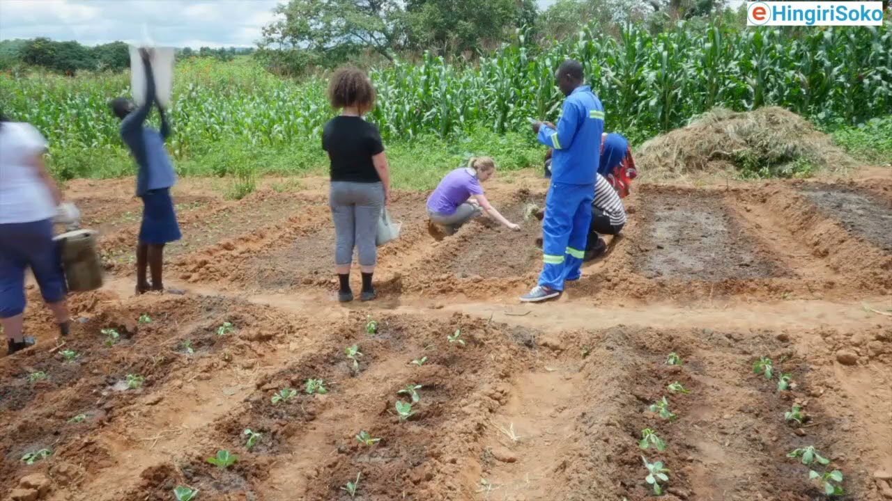 Inyigisho Y' Ubuhinzi Bwa Ibitunguru