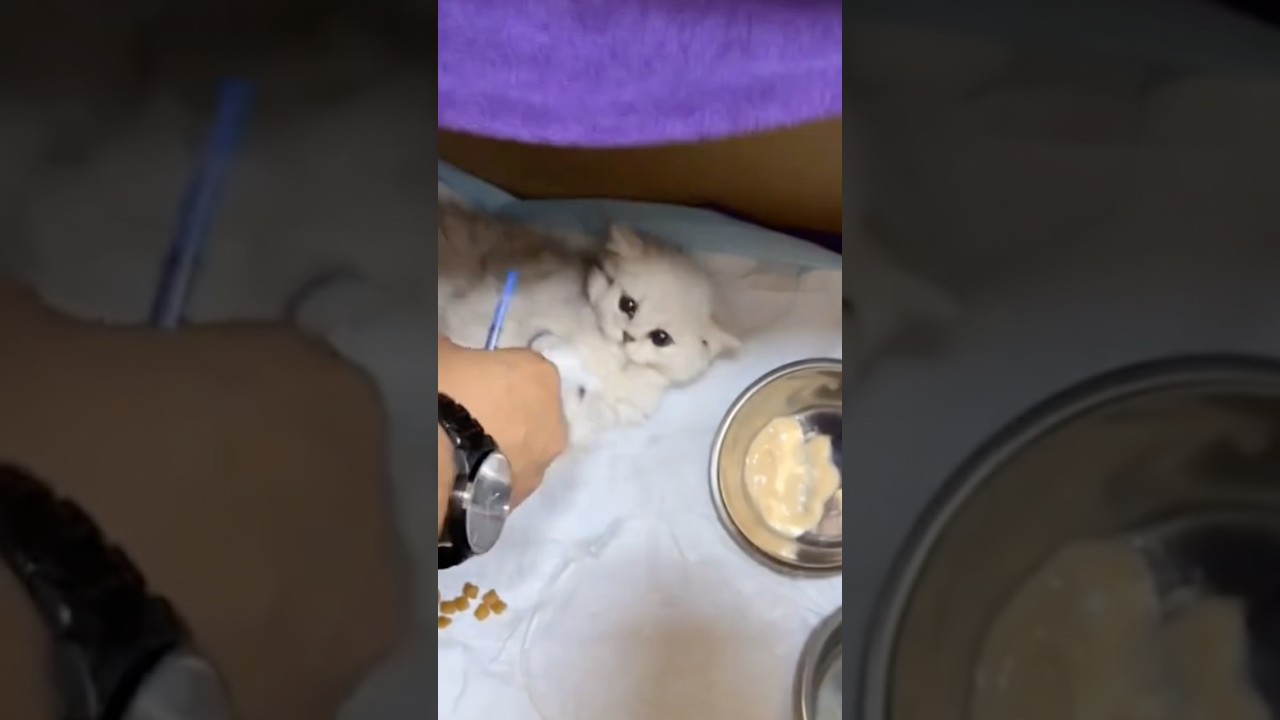 The kind man helped the poor kitten #rescueanimals #kiteen #subscribe #newvideo