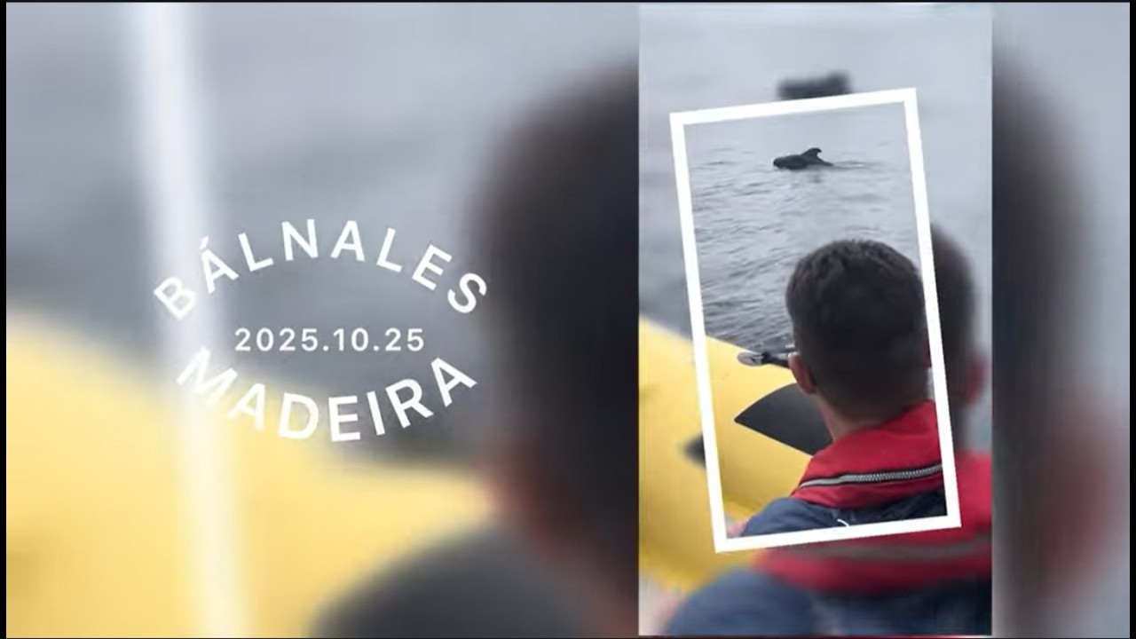 A Pilota bálnák tánca