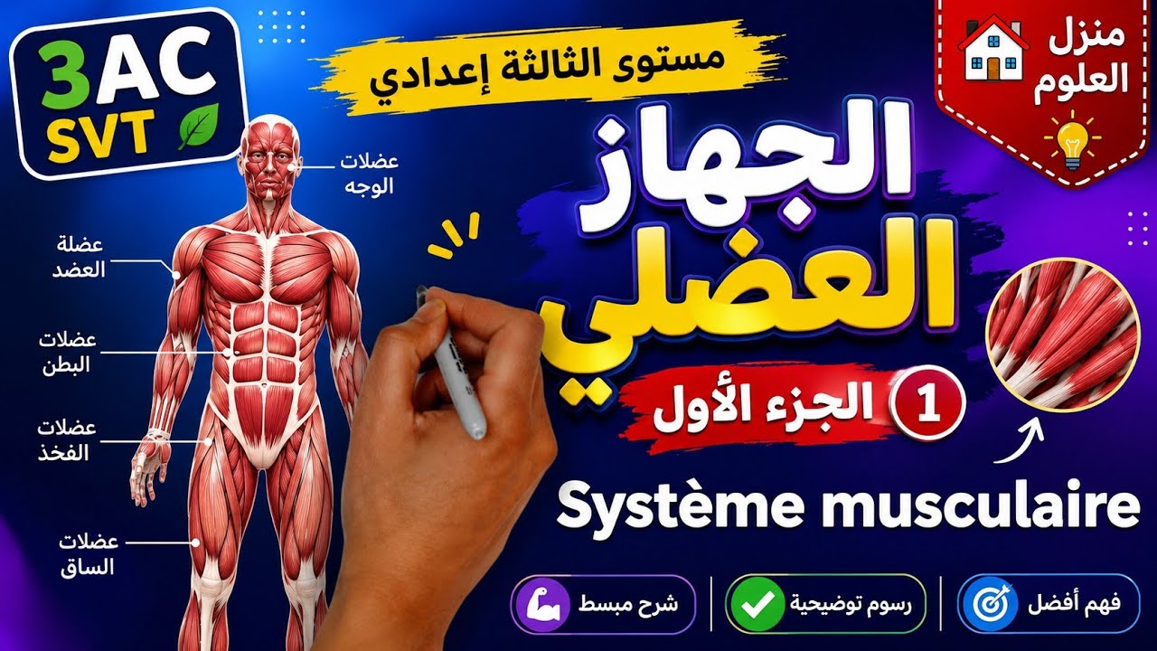 درس الجهاز العضلي مستوى الثالثة إعدادي الجزء الأول| Système musculaire 3AC SVT