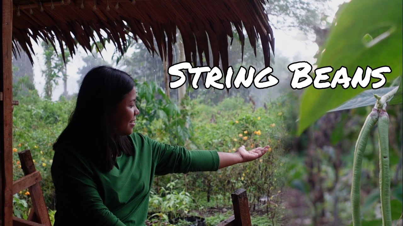 Been so grateful of the rain | Picking some String Beans for dinner with my two brothers.