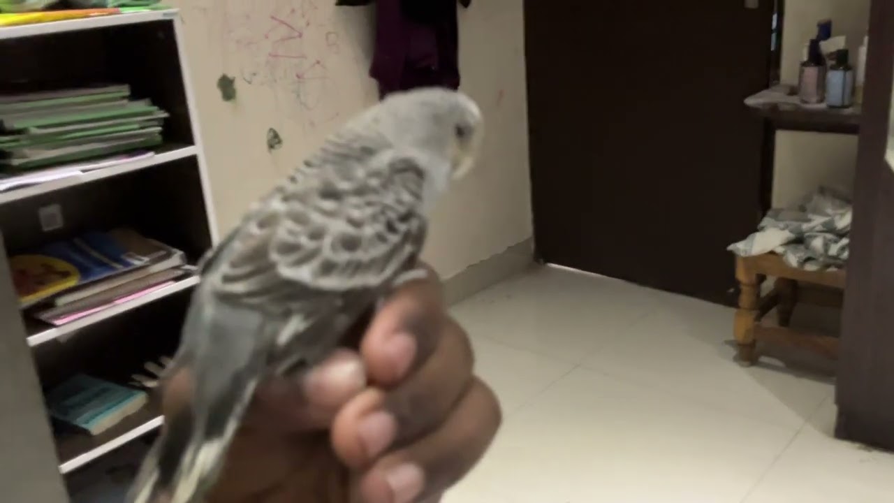 All of my birds in this vid!