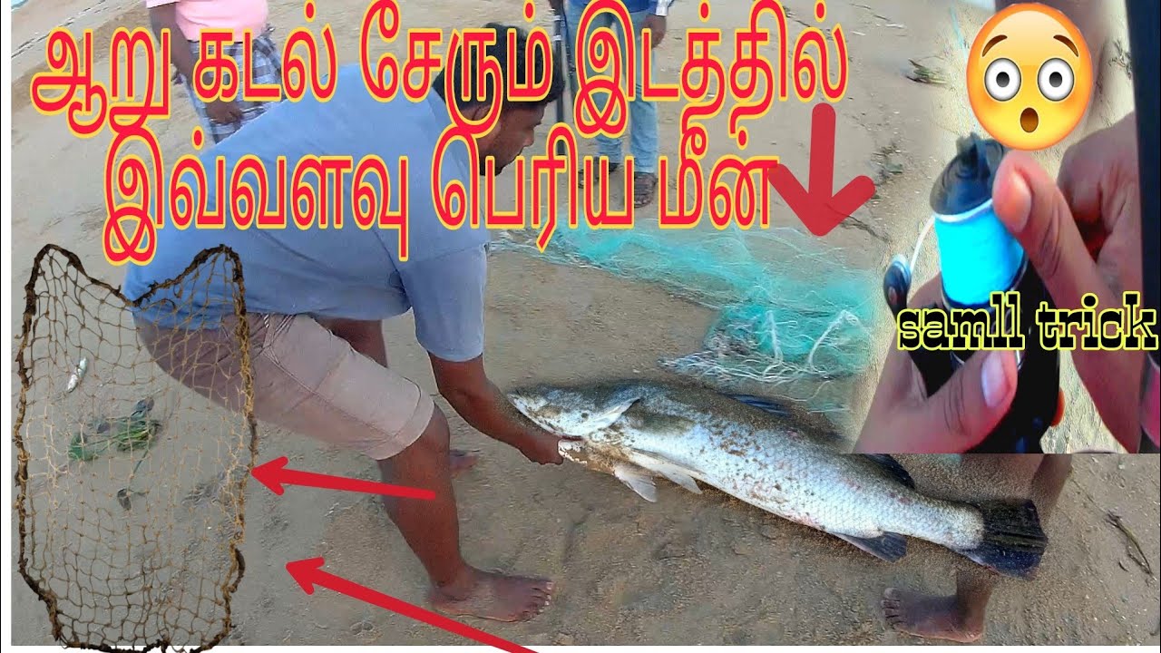 🐟கடலும் ஆறும் சேரும் இடத்தில் இவ்வளவு பெரிய மீனா 😳😳🐟 #kovalambeach |கொடுவா மீன் #barramundi