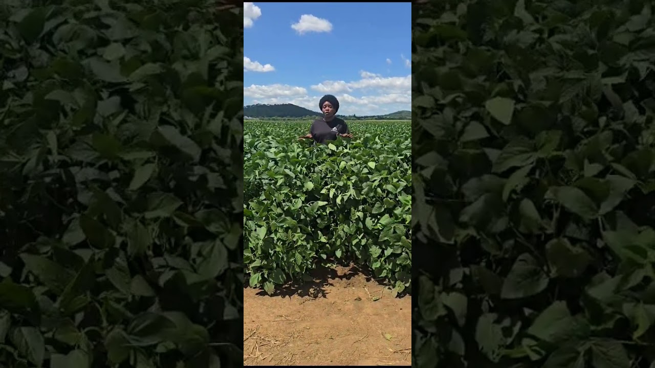 Celebrating SEED CO's wide Product basket in a crop of SC SERENADE Soya beans with a high yield