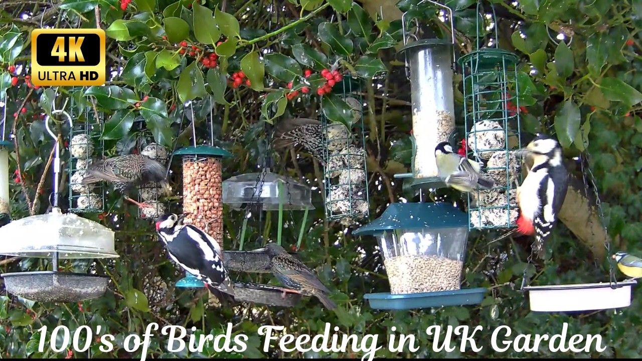 The Not So Secret Lives of Robins, Tits, Finches, Woodpeckers, Starlings & Other Birds: 4K Unseen