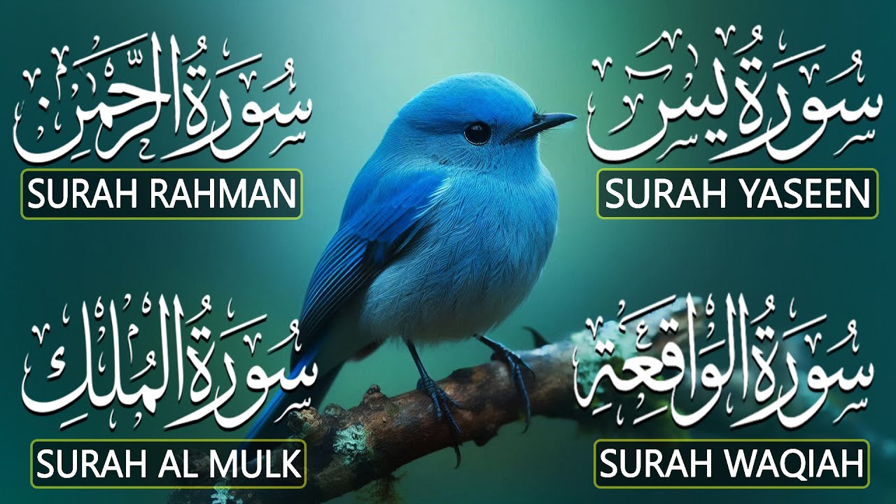 Most Beautiful Surah Yaseen (Yasin) | Surah Rahman | Surah Waqiah | Surah Mulk