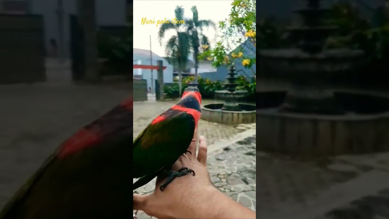 Nuri Irian 🐦 Nuri Kepala Hitam 🐦 #viral #fyp #short #nuriirian #parbeng