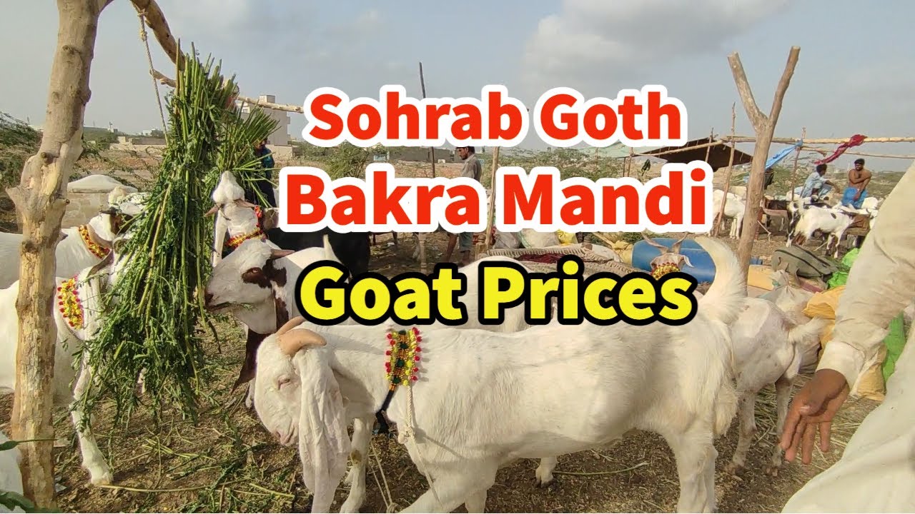 Bakra Mandi | Goat Prices | Sohrab Goth Mandi 2022