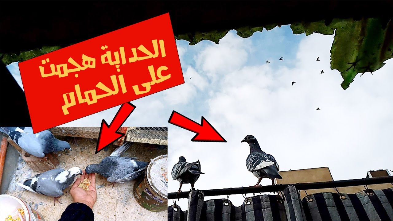 تدريب الزاجل في الغيوم ومعاملة الحمام اللي بيبات بره