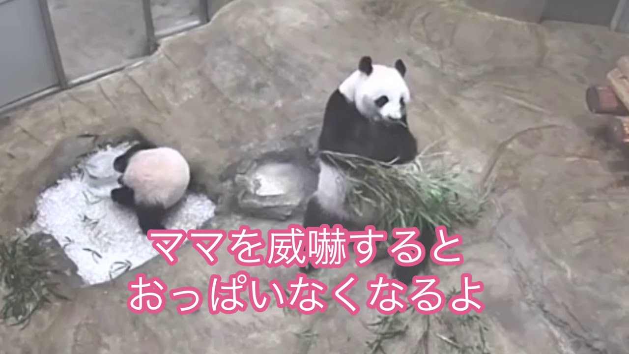氷に夢中なシャンシャン