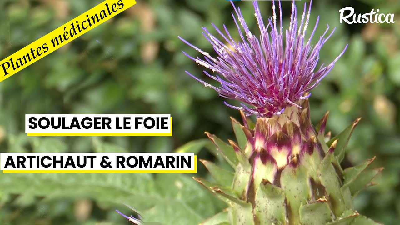 Les bienfaits de l&rsquo;artichaut et du romarin sur le foie