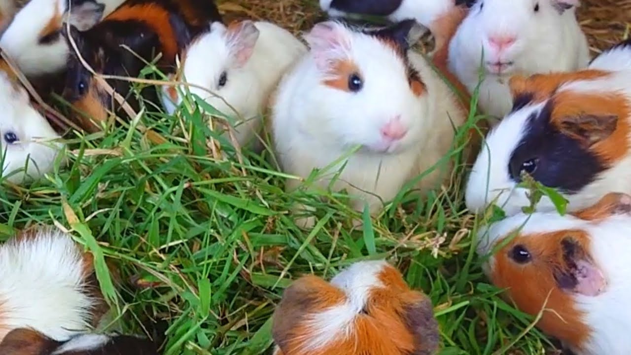 Guinea pigs eating asmr, cute animals asmr, Guinea pig eating grass, asmr food sounds 