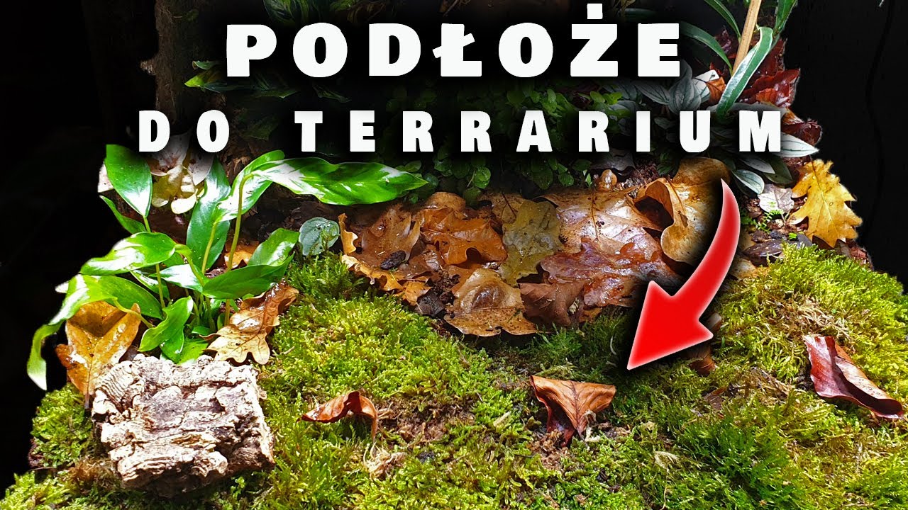 Podłoże do VIVARIUM BIOAKTYWNEGO - jak zrobić #2