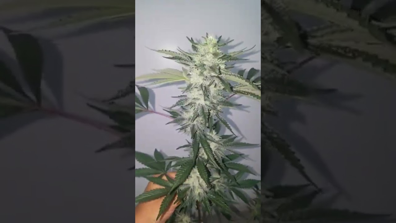 Chem Cookies