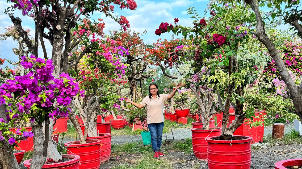 READY TO SELL MULTI GRAFTED GIANT  BOUGAINVILLEA HERE AT ROYALE GARDEN SAN MIGUEL BULACAN