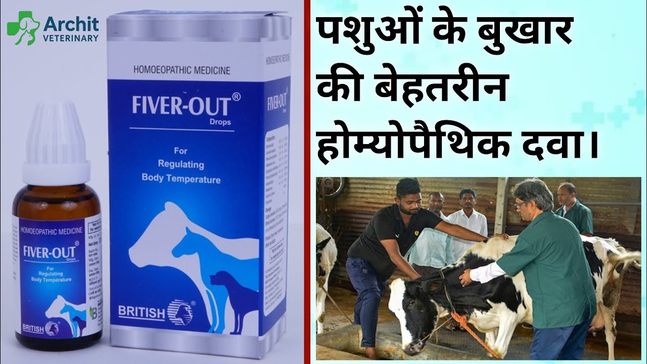 How to use Fiver Out Drops. पशुओं के बुखार के लिए बेहतरीन होम्योपैथिक दवा। Archit Veterinary.