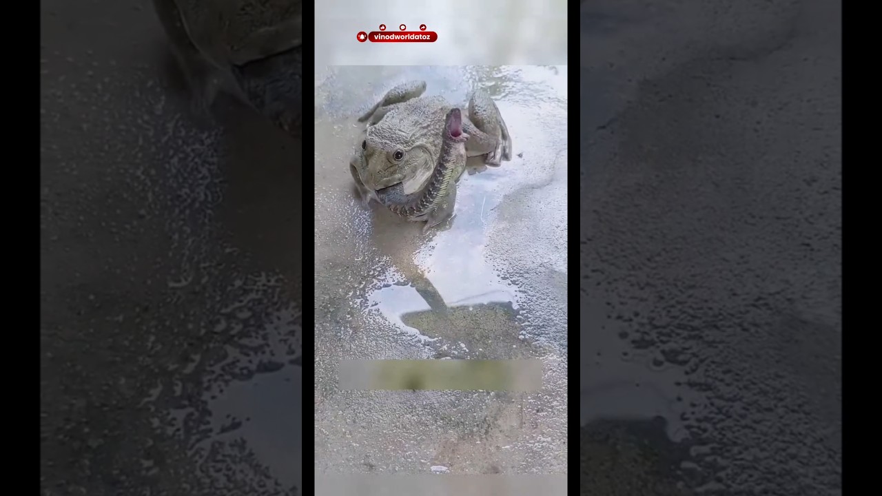 Frog vs Bird Shocking Hunt 😱| Amazing animal Friendship With turtle|#shorts #frog #birds #friendship