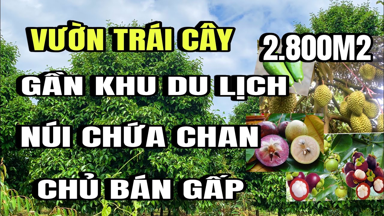 Chú thái gấp gấp, Vườn đủ loại trái cây, thổ cư, Gần núi Chứa Chan, Xuân Lộc, Đồng Nai