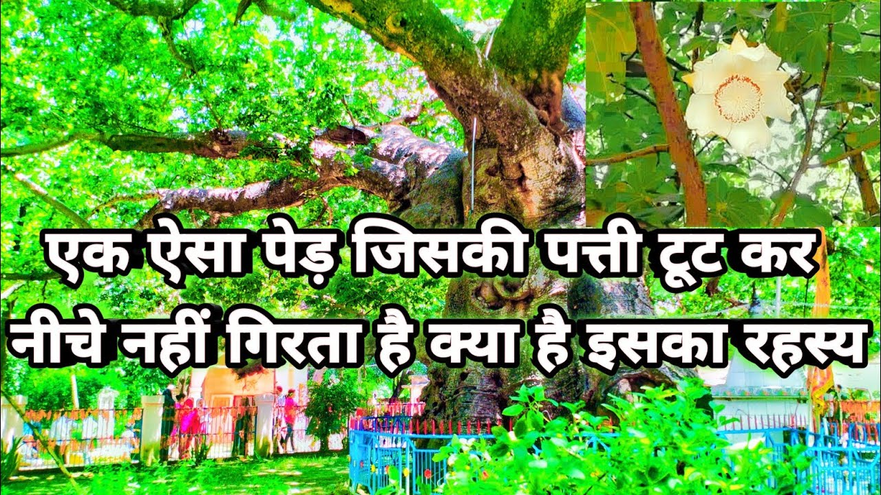 Parijaat  Vriksh Barabanki 2025 ।। What is The Story of Parijaat
