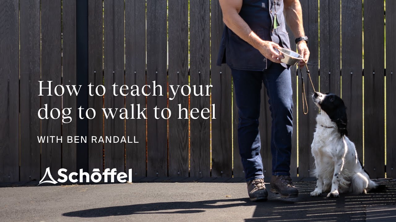 How to teach your dog to walk to heel | Dog training tips for country life, with Ben Randall