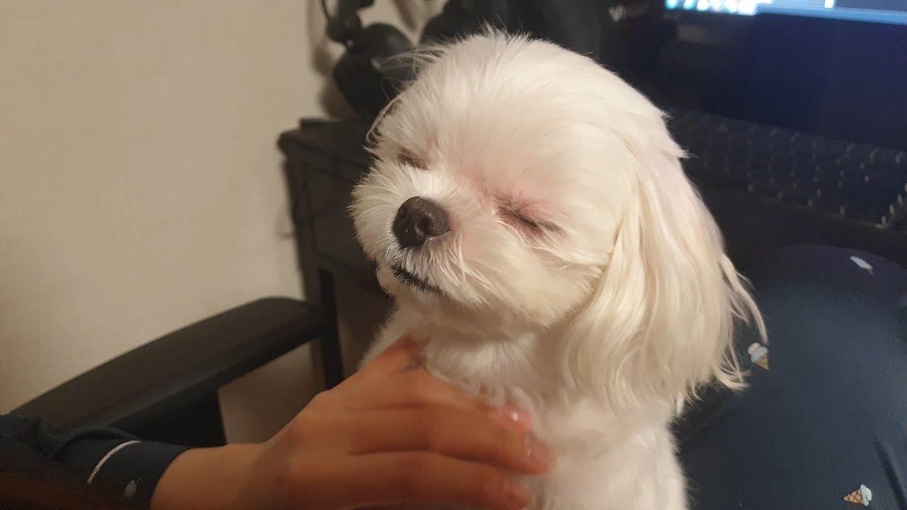 꽁이 안잔다