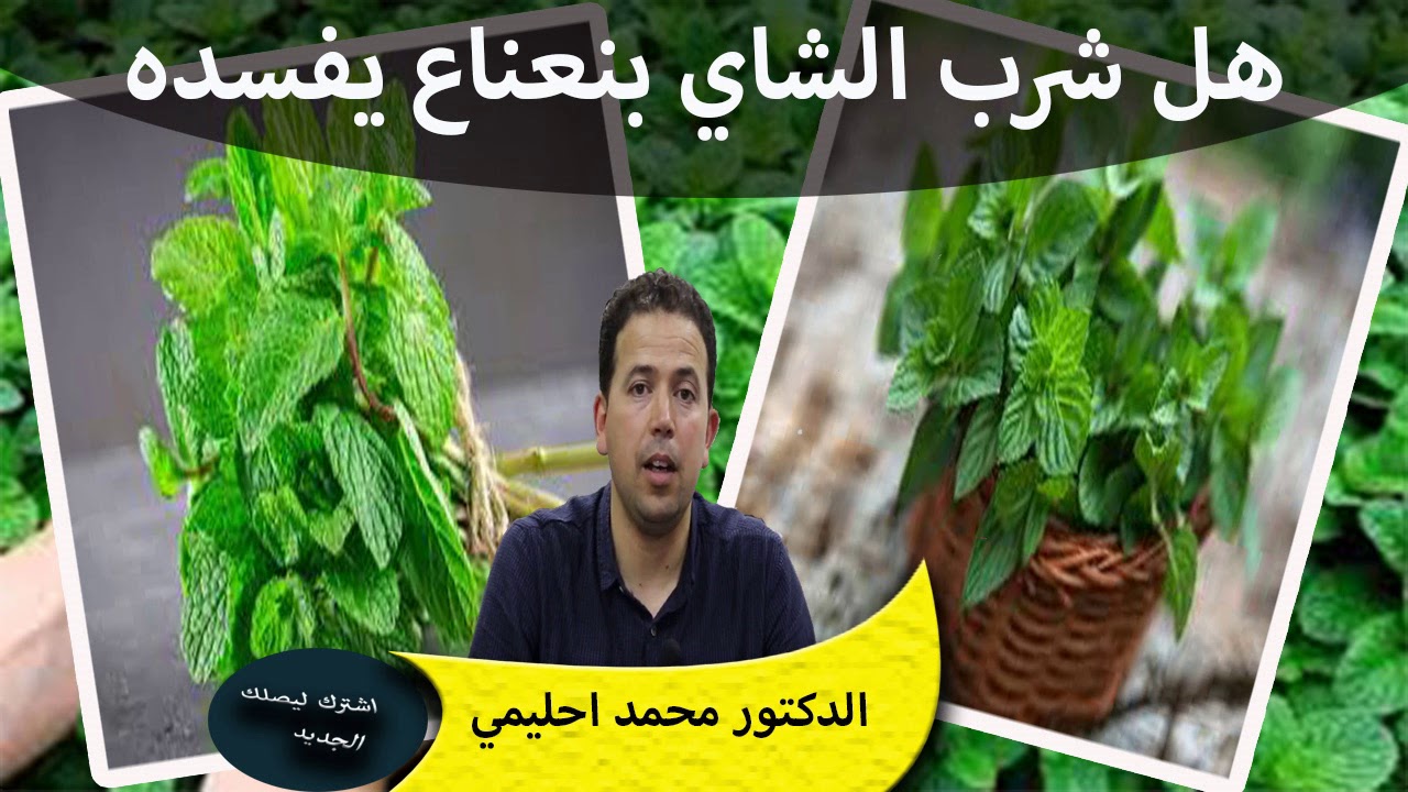 هل شرب الشاي مع النعناع يفسده ؟وماهي فوائد النعناع ؟ومن هم الممنوع عليهم ؟الدكتور محمد احليمي