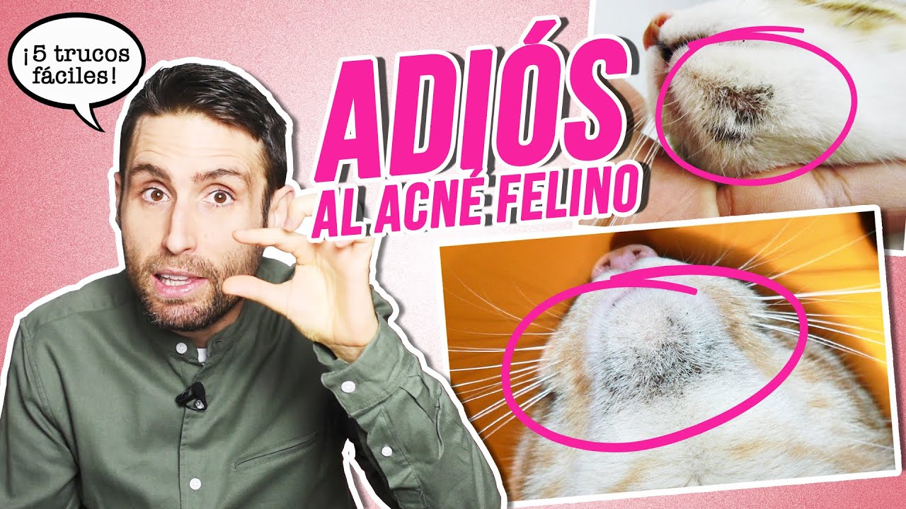 Cómo prevenir el ACNÉ FELINO en GATOS de forma muy sencilla 😾 | 5 trucos fáciles para mejorarlo 🖐️