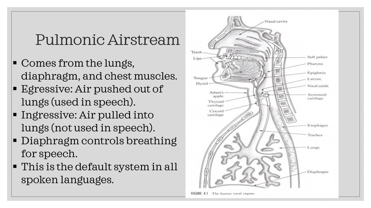 Airstream Mechanism and Organs of Speech
