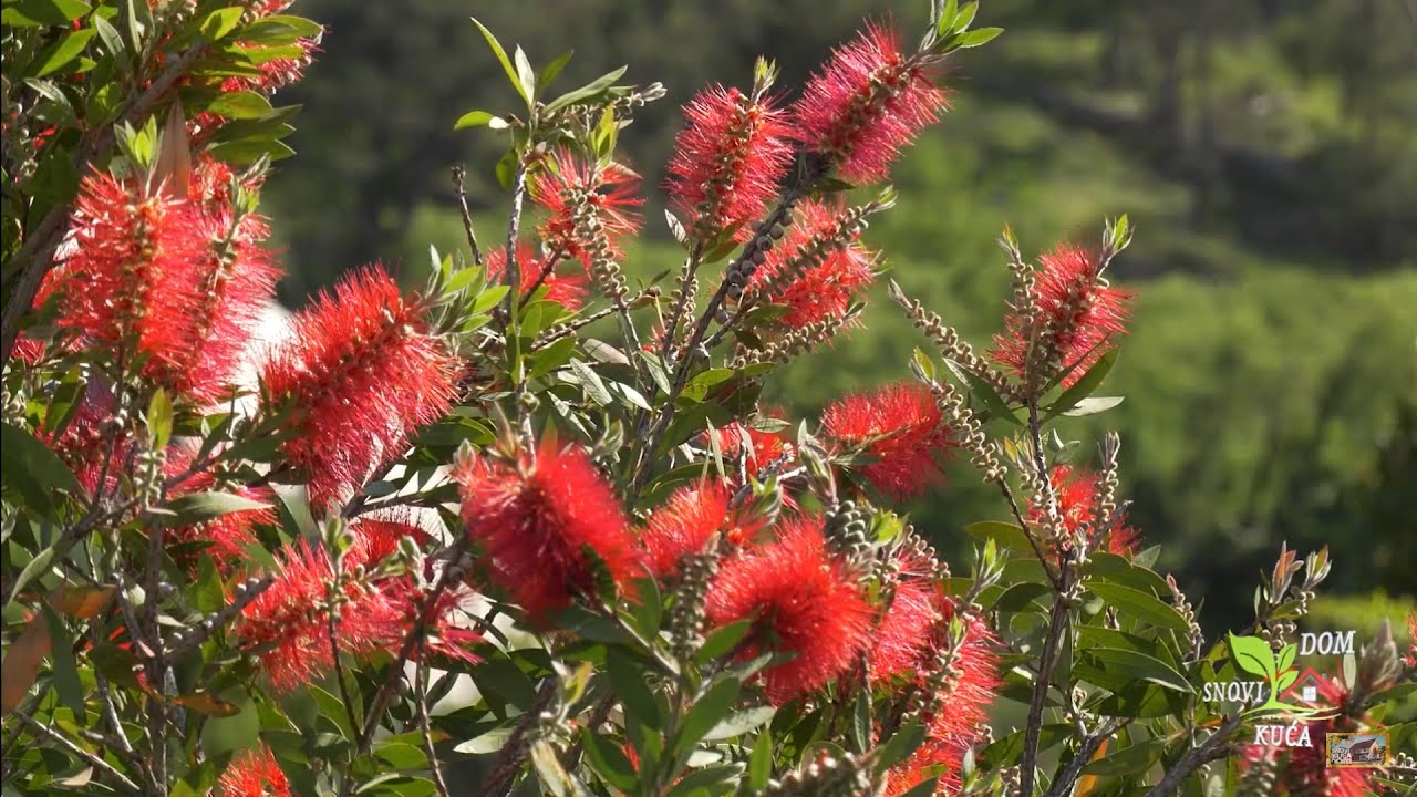 KALISTEMON (ČETKOVAC)  -  RASKOŠNI ŽBUN CRVENIH CVJETOVA