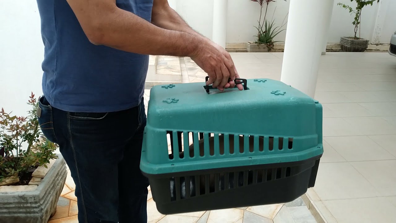 745 - Dia de castração da gatinha Salomé.... antes e depois da cirurgia