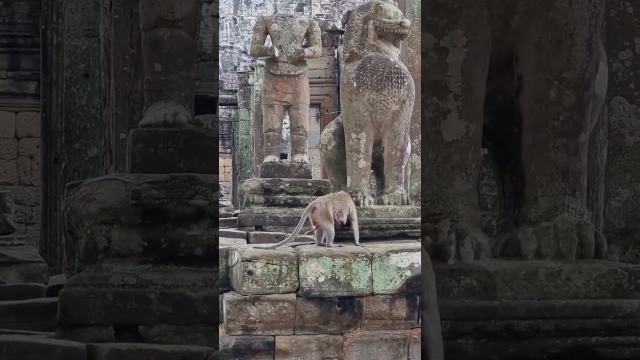 Mongkeys Family #bayon #angkorthom #cambodia #shortvideo