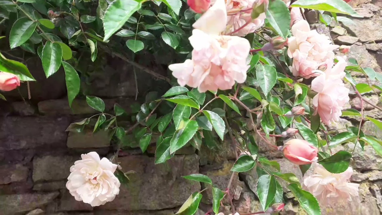 EVERGREEN ROSE - Rosa SEMPERVIRENS - LIMOUSIN FRANCE
