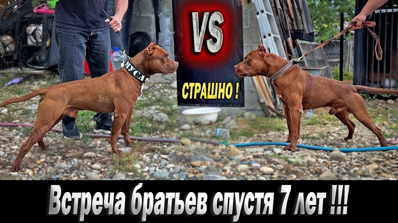 Очень ОПАСНАЯ встреча Братьев ПИТБУЛЕЙ спустя 7 ЛЕТ !!!  / Питбуль Муса VS Питбуль Арчи. Адреналин.