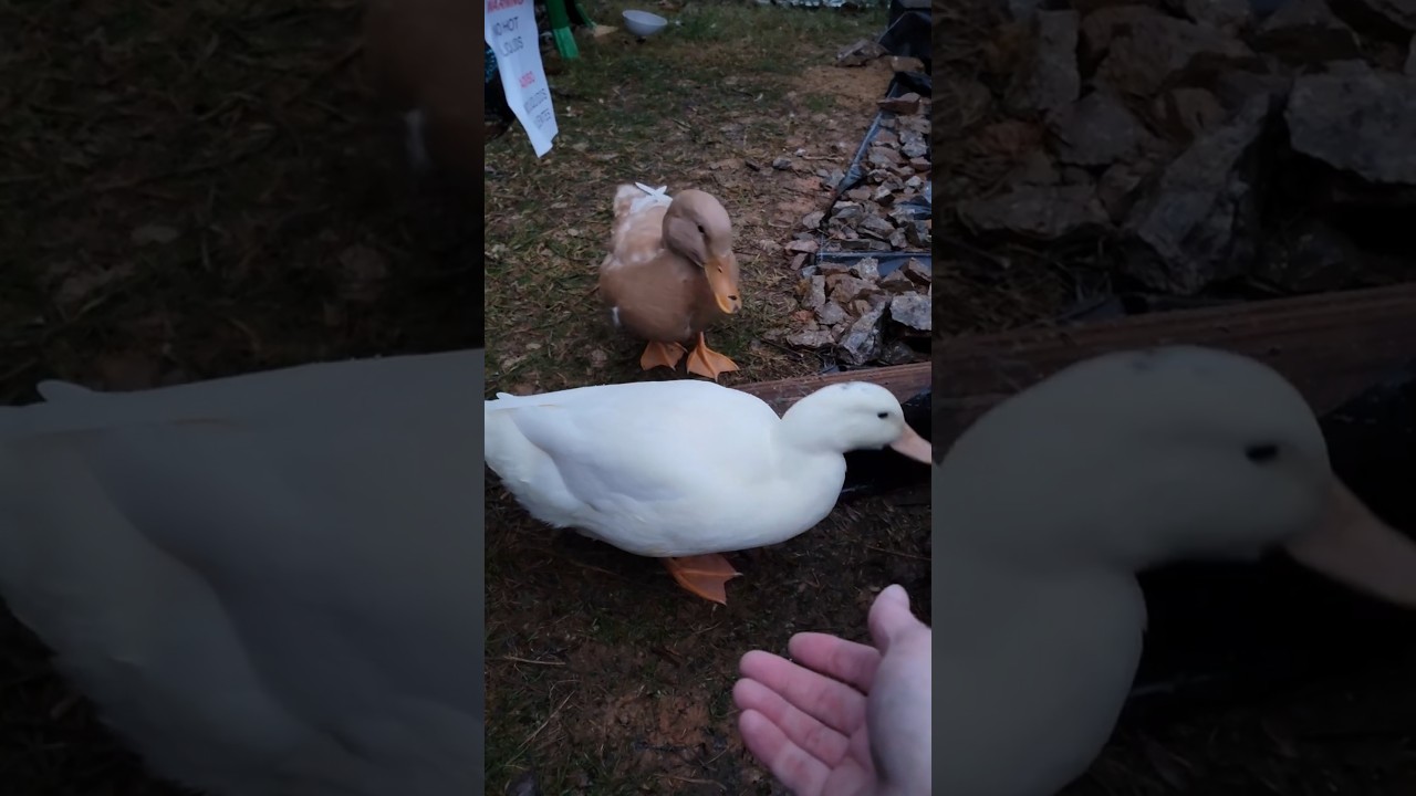 Ducks - Not as quiet as you think