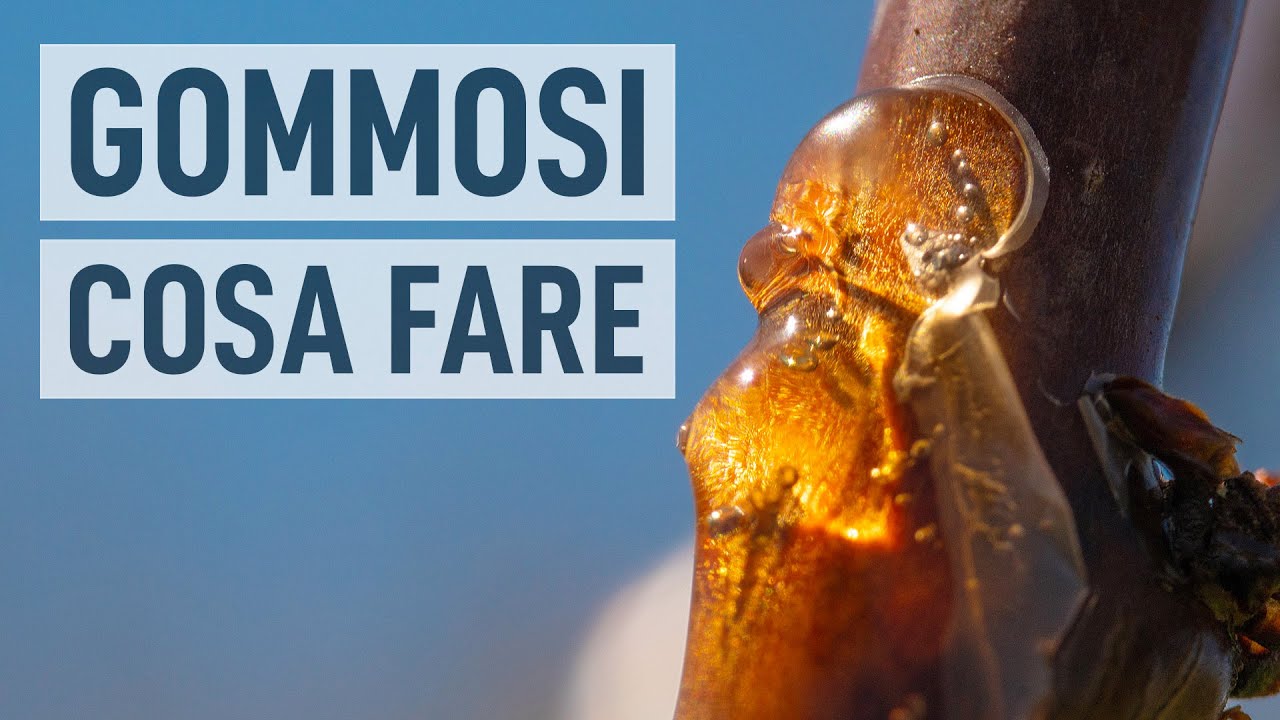 GOMMOSI ALBERI da frutto. Rimedio FAI DA TE