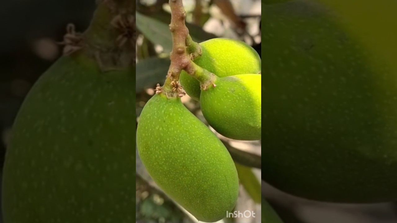 Mango 🥭 season #telugusong#mango #summerspecial #youtubeshorts #viralvideo #villagelifestyle