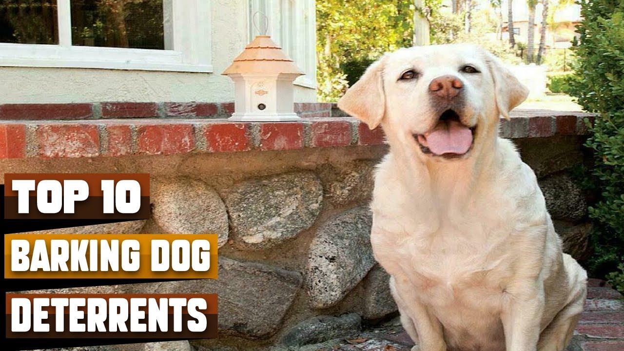 Best Barking Dog Deterrents in 2026 (Top 10 Picks)