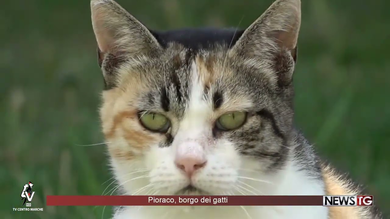 Pioraco, borgo dei gatti