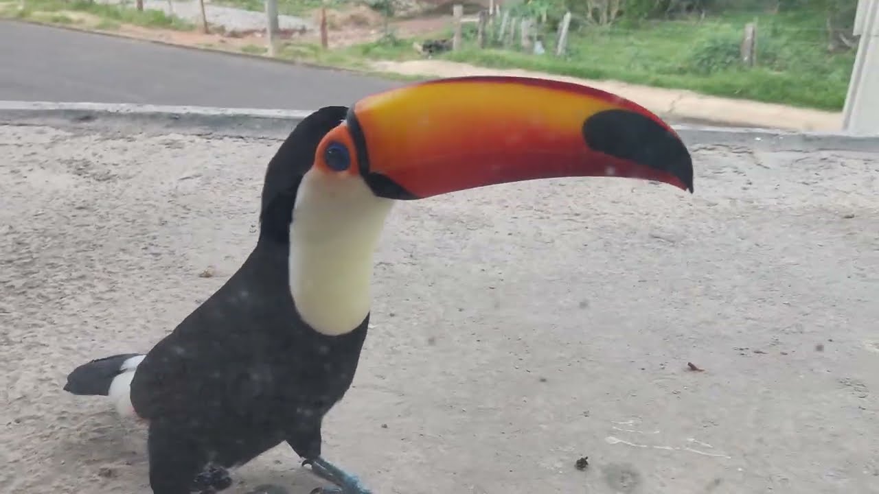 Tucano toco bica o vidro reflecta