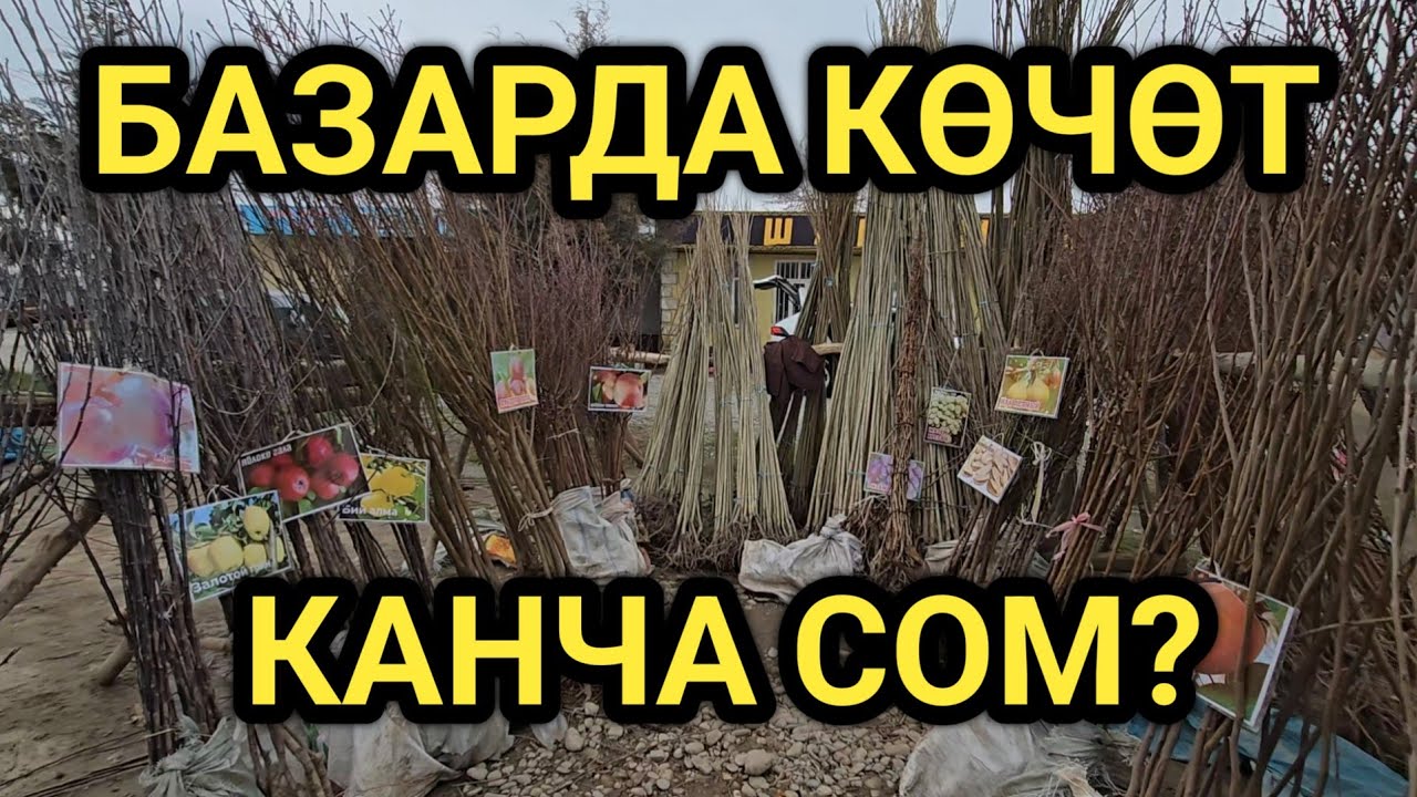  МӨМӨЛҮҮ ДАРАК КӨЧӨТТӨР БААЛАРЫ // КАРА-СУУ