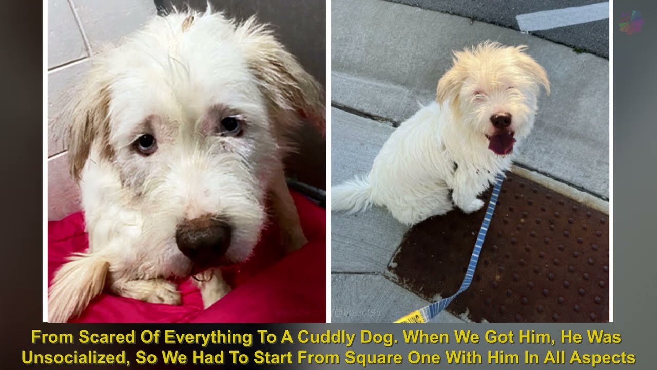 Photos Of Dogs Before & After Their Adoption That Will Melt Your Heart ▶ 2