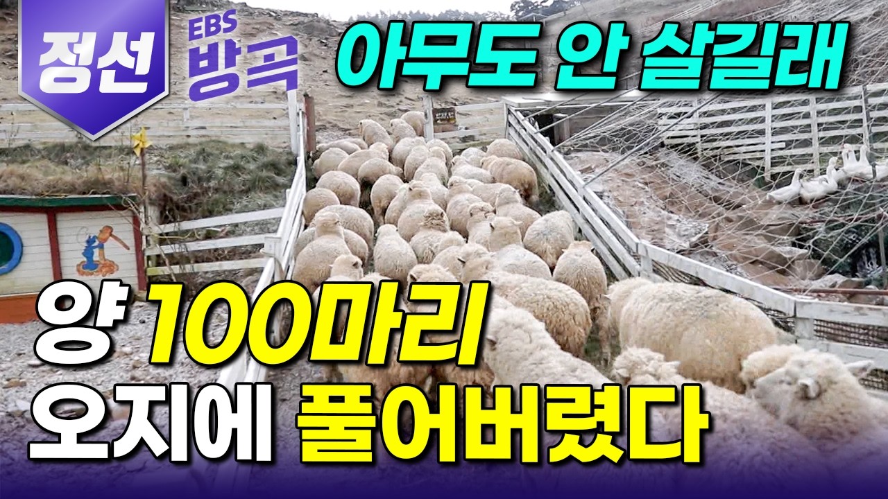 [강원 정선] 