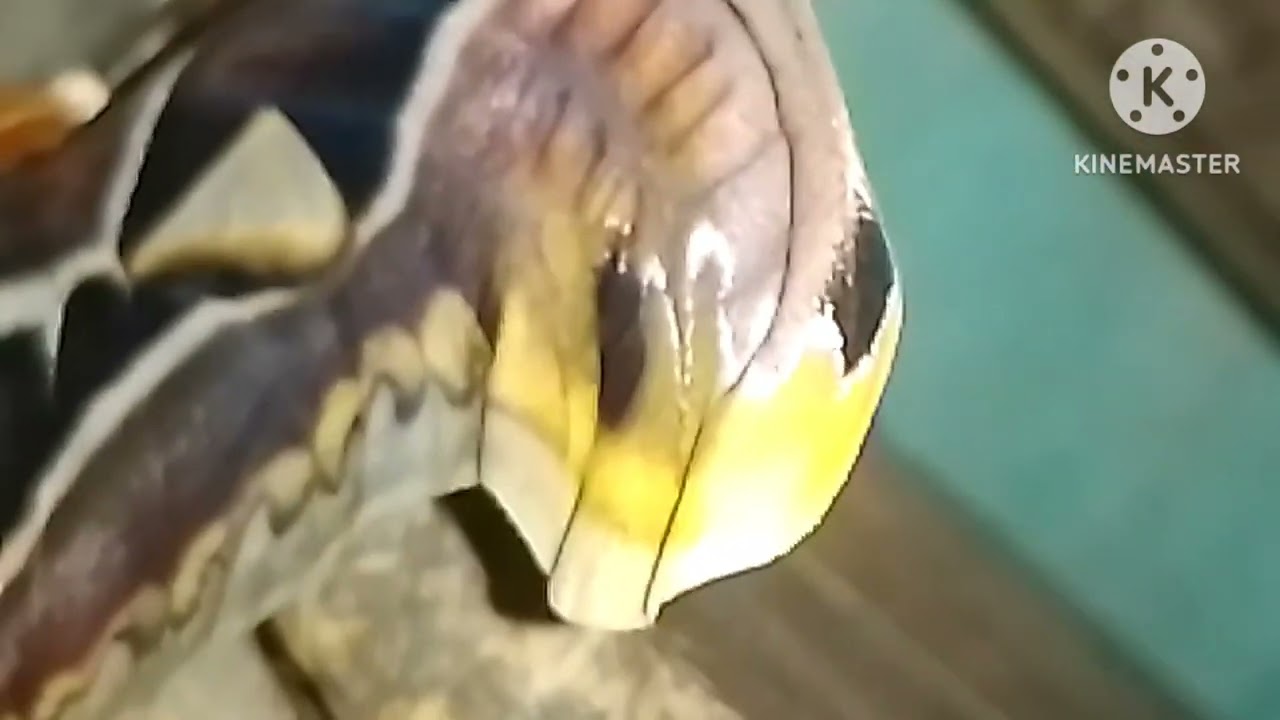 butterfly in north Sikkim ,,, daknu ma king kobra Tara puttali hai amazing